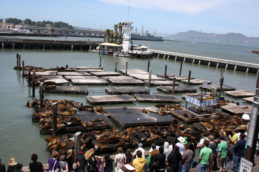 Pier 39 Pier 39