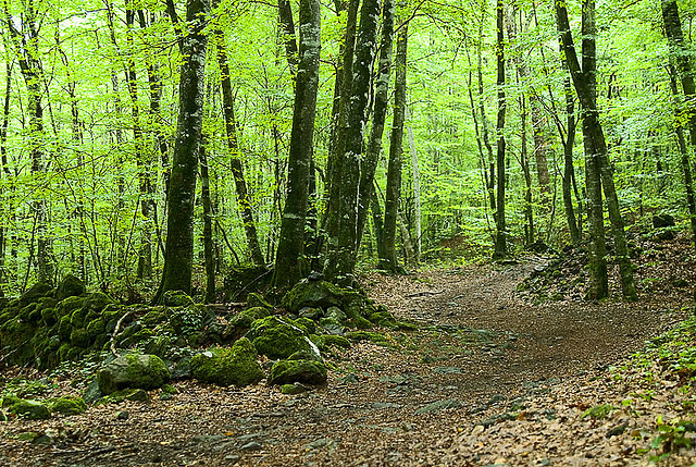 fageda d'en jorda