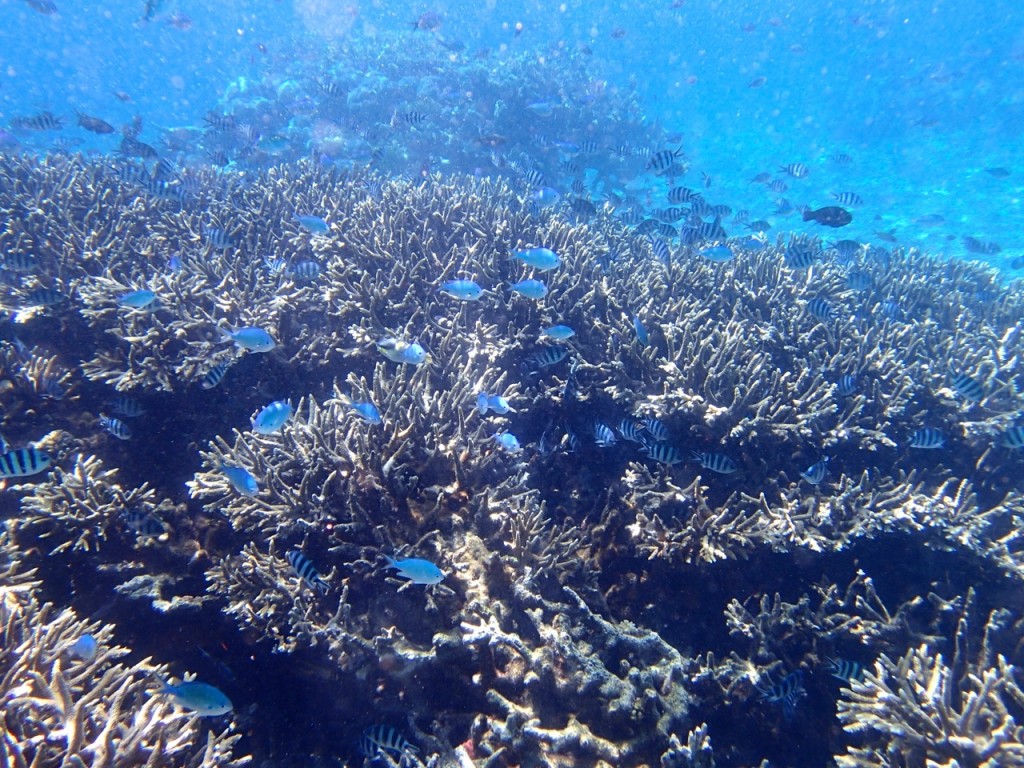 The Great Barrier Reef from the sky in pictures The Great Barrier Reef from the sky in pictures