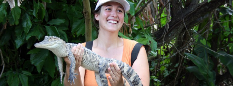 caiman everglades