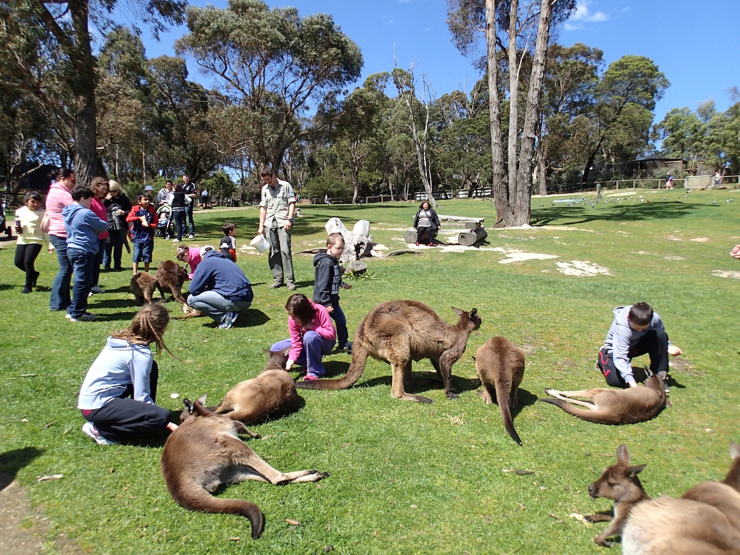 ballarat wildlife park 