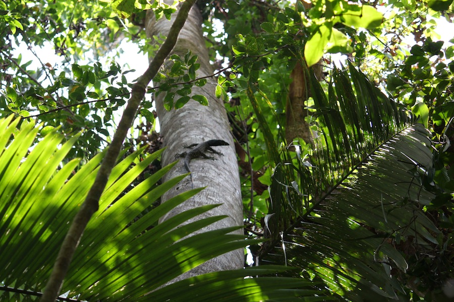 Daintree forest
