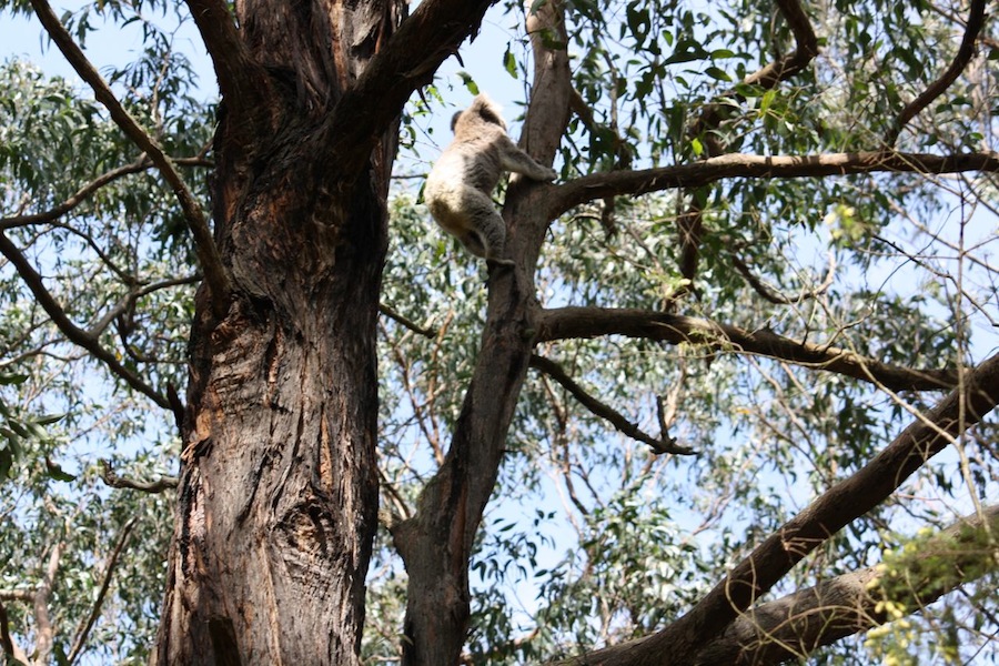 koala