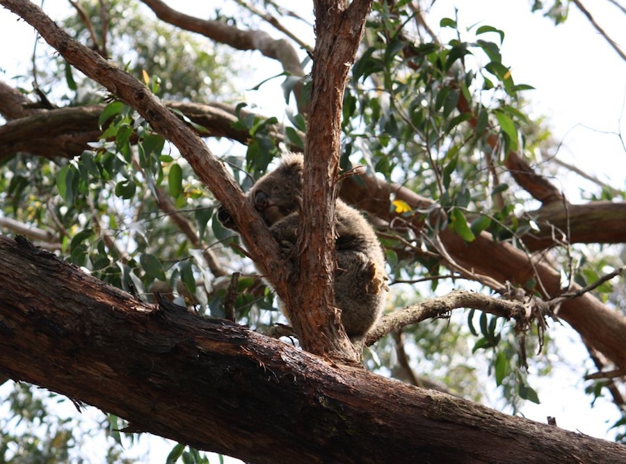 koala