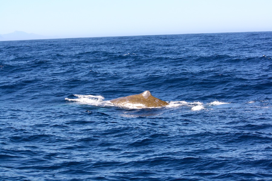 Whale Watch Kaikoura
