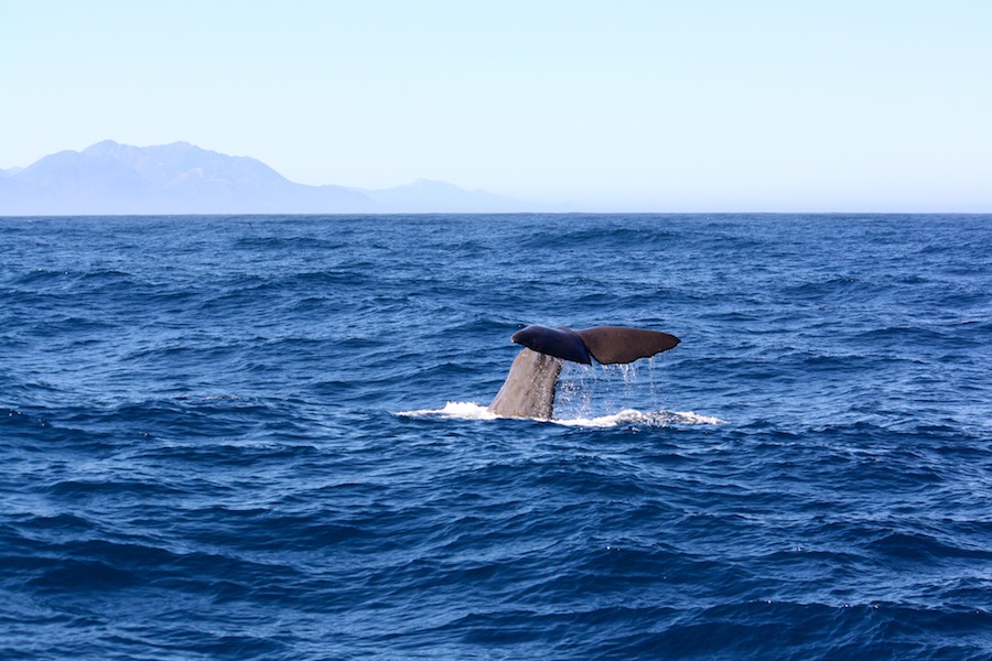 Ballenas en Kaikoura Nueva Zelanda