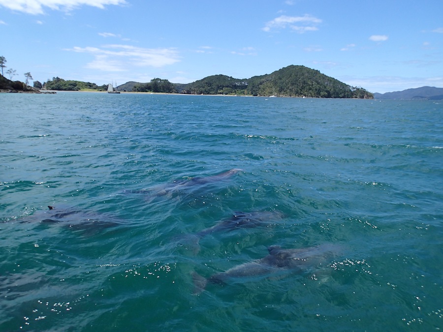 delfines bay of islands