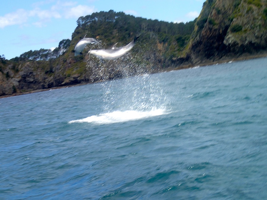 delfines bay of islands