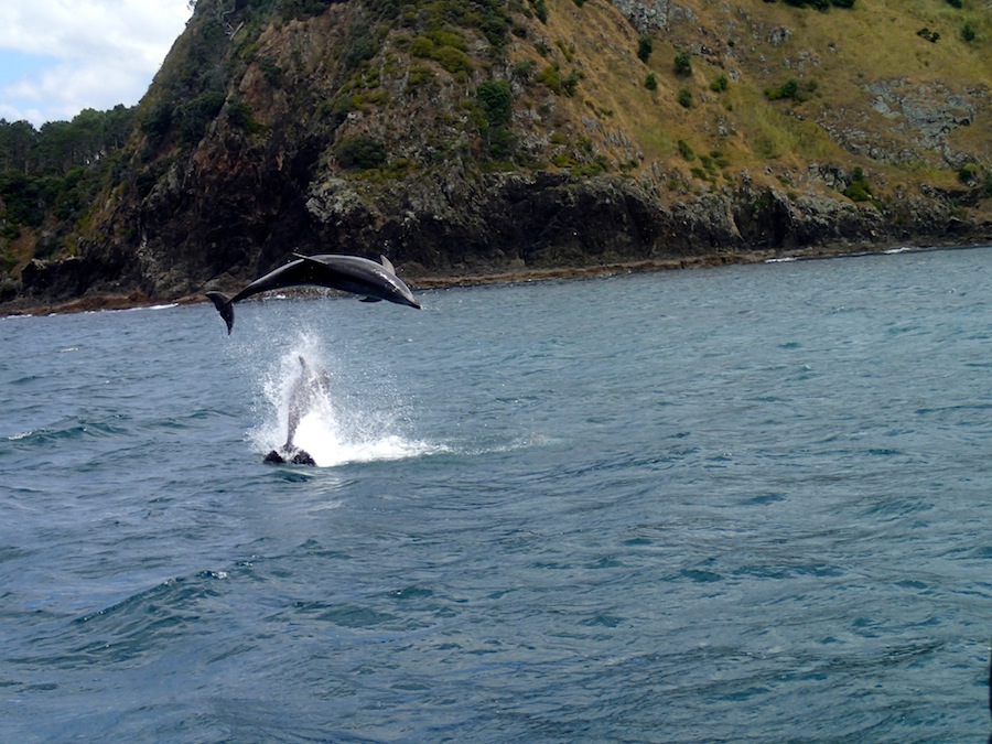 delfines bay of islands