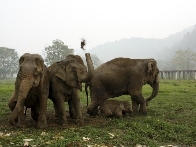 elephant nature park