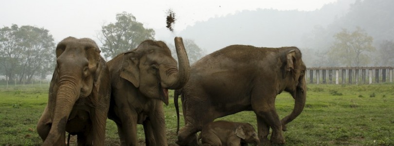 elephant nature park