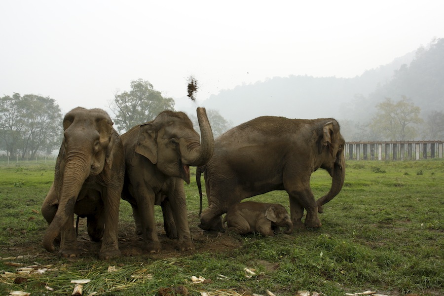 elephant nature park