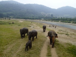 elephant nature park