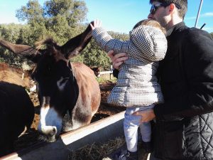Fuives, Ruc Català